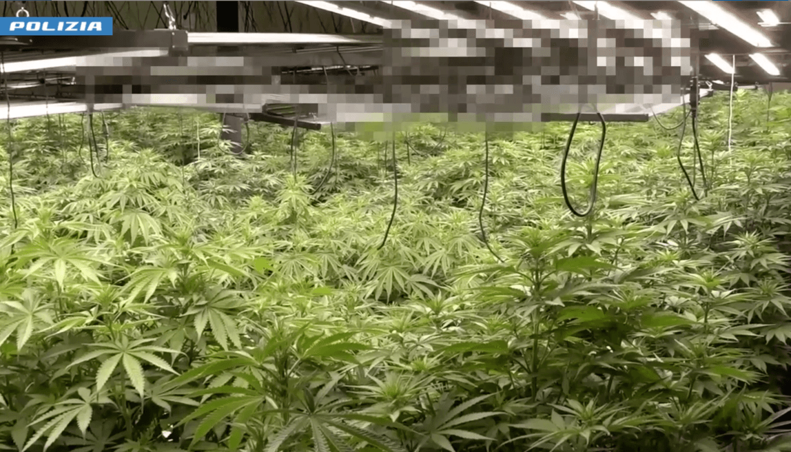 Voltri, capannone trasformato in serra di marijuana: sequestrate 355 piante, due arresti