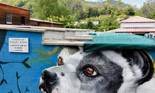 Canile di Monte Contessa saturo, 145 cani e 66 gatti nella struttura: “Molti animali non possono stare insieme”