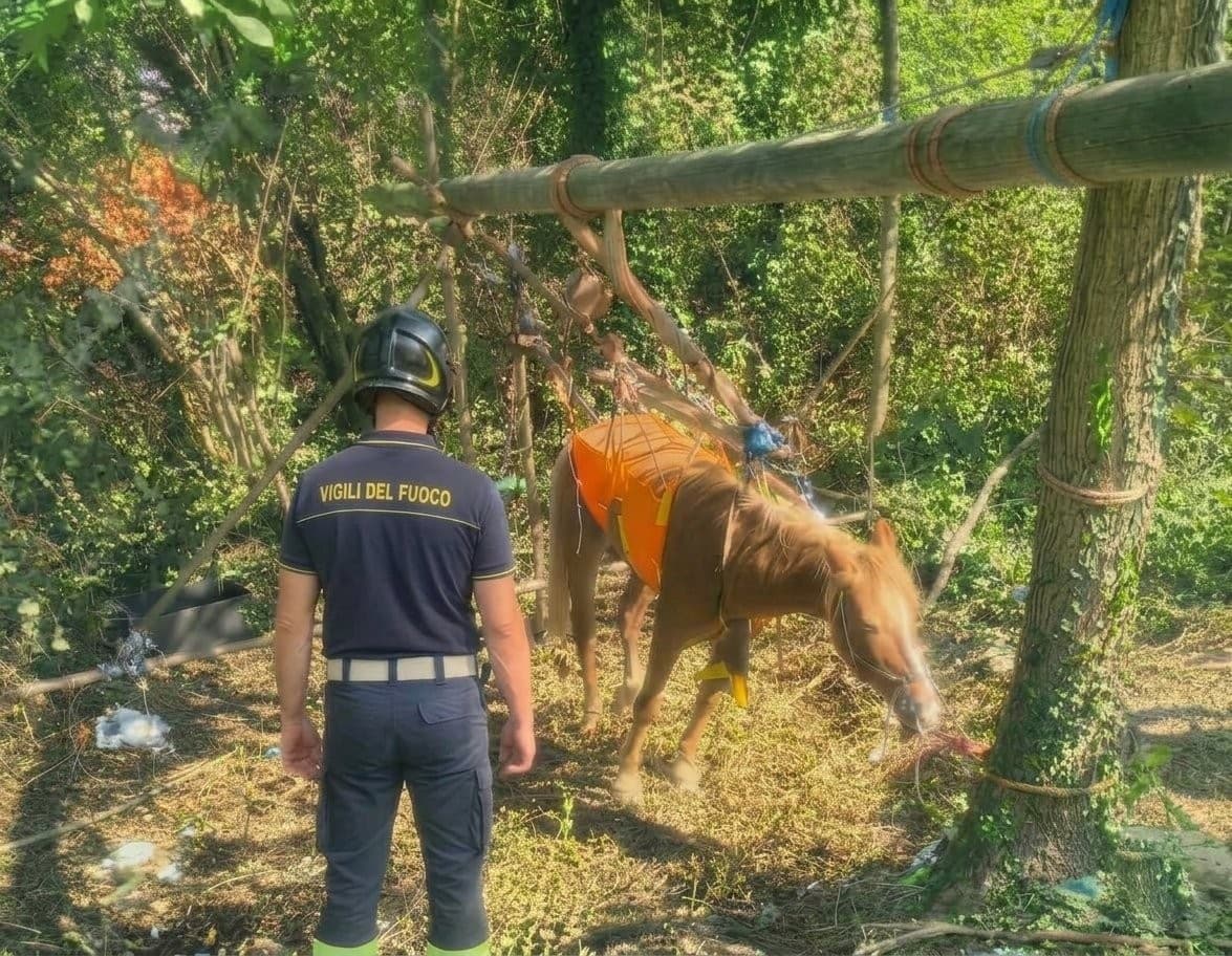 Mignanego, cavallo cade in un fosso: salvato dai vigili del fuoco con un paranco