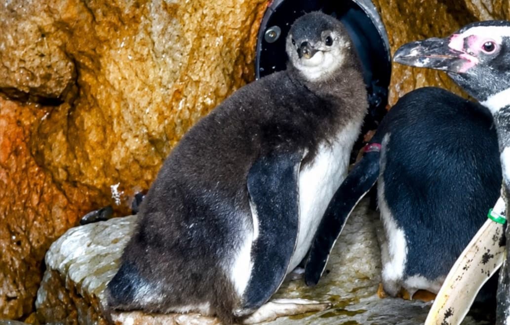 Cresce la colonia dei pinguini di Magellano dell'Acquario: due nuovi pulcini nati in questa estate