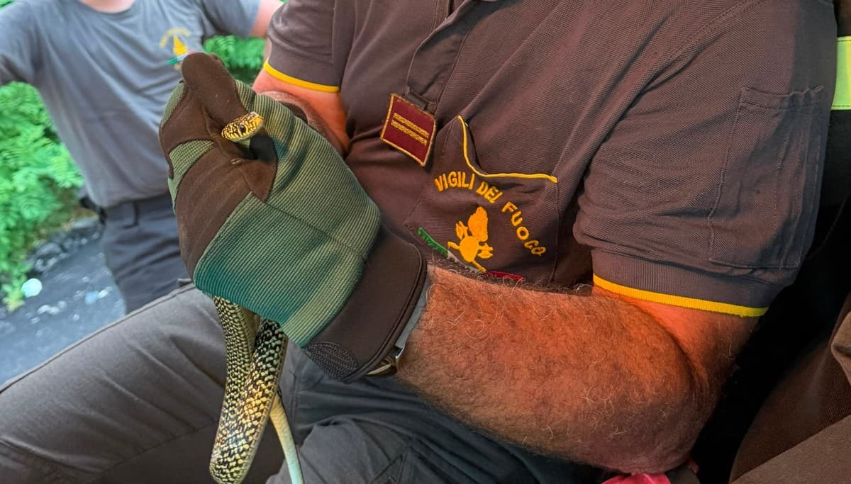 Serpente avvistato sulla spiaggia di Voltri, catturato dai vigili del fuoco e liberato nel bosco