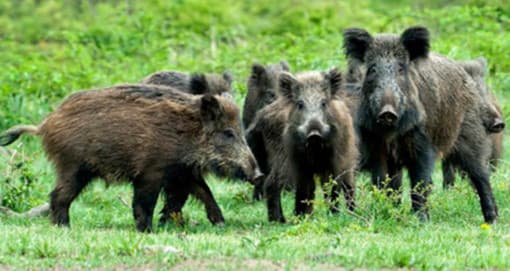Fauna selvatica, diventa operativo il Centro regionale previsto nel 2025: coordinerà catture e abbattimenti anche in città