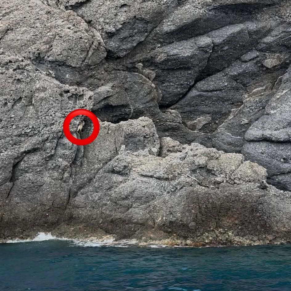 Portofino, salvata la capra bloccata sugli scogli della Cala dell'Oro