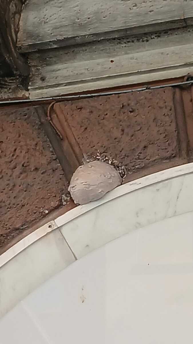 Distruzione di nidi a Genova, denuncia penale per maltrattamento dopo gli attacchi a rondini e colombi 