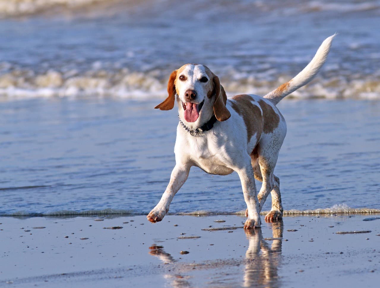 Cani in spiaggia la sera per contrastare il caldo: il Comune di Genova studia accessi serali e una nuova dog beach in Corso Italia