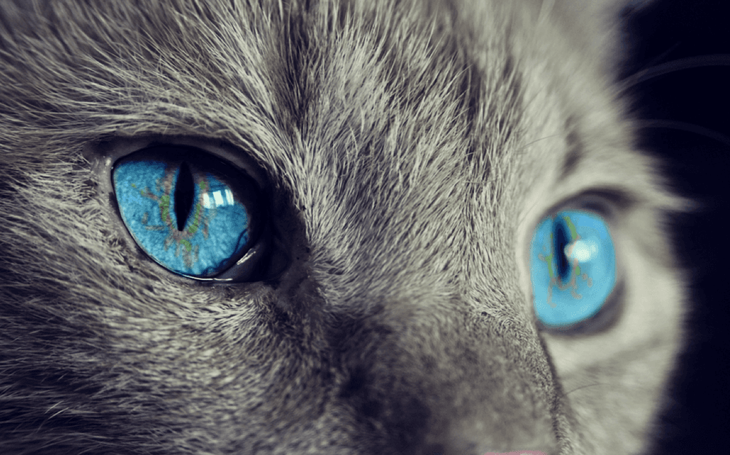 Allevamento di gatti di razza abusivo, forestali sequestrano 30 animali in un appartamento sulle alture di Struppa