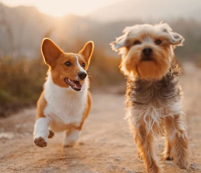 Genova lancia i "Dog Points", dispenser di sacchetti biodegradabili e sistemi anti-odore per contrastare il degrado