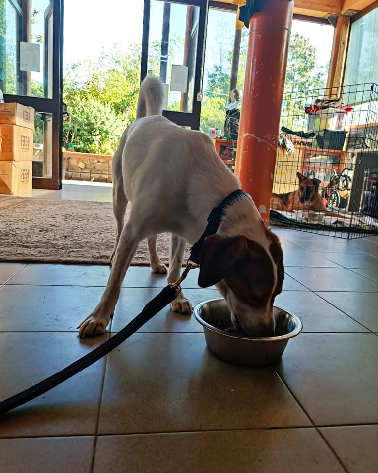 Garante per la tutela degli animali, primo sì in commissione: la proposta approda in consiglio comunale
