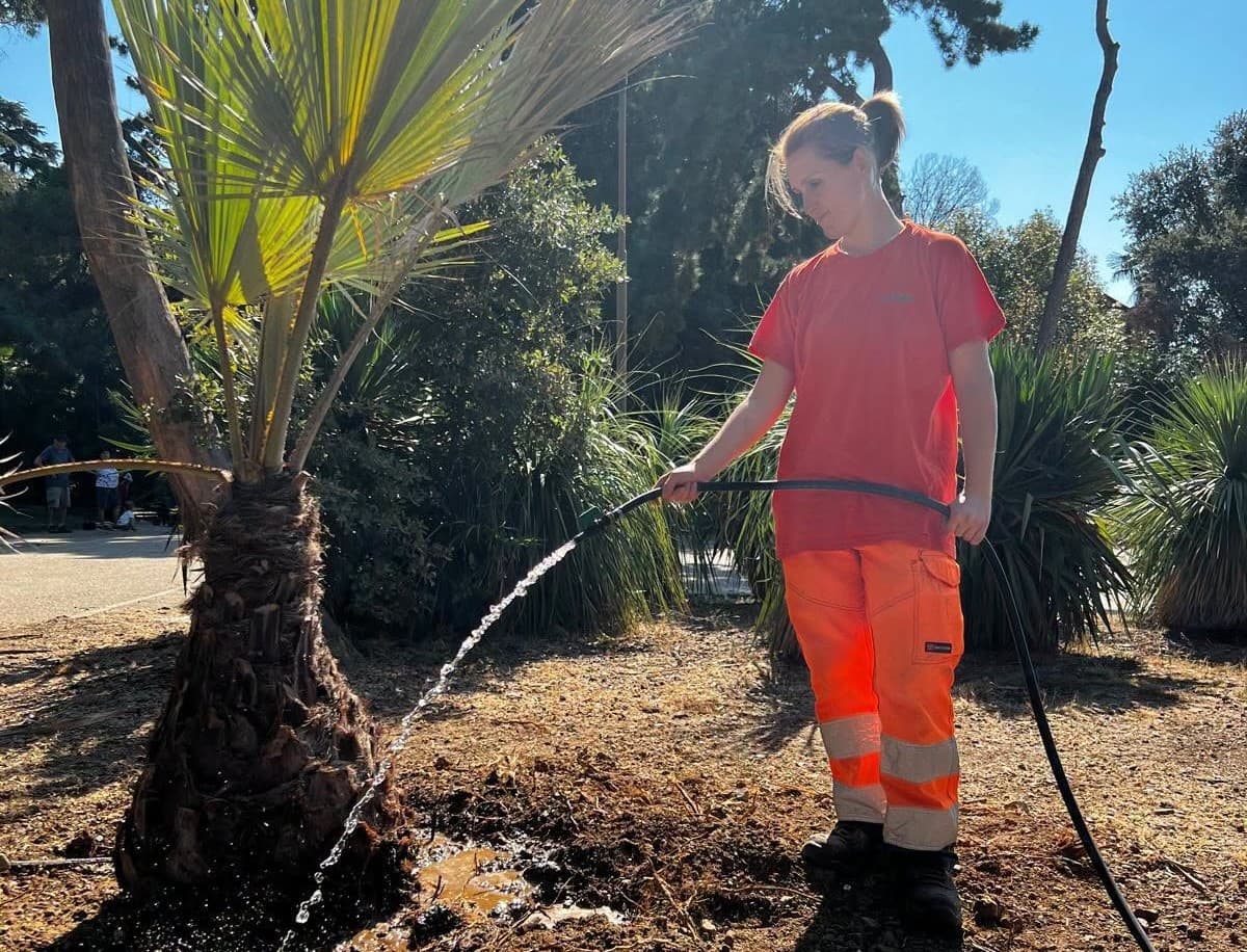 Caldo estremo e cambiamenti climatici: anche gli impianti degli alberi si adeguano e a Genova arrivano quelli tropicali