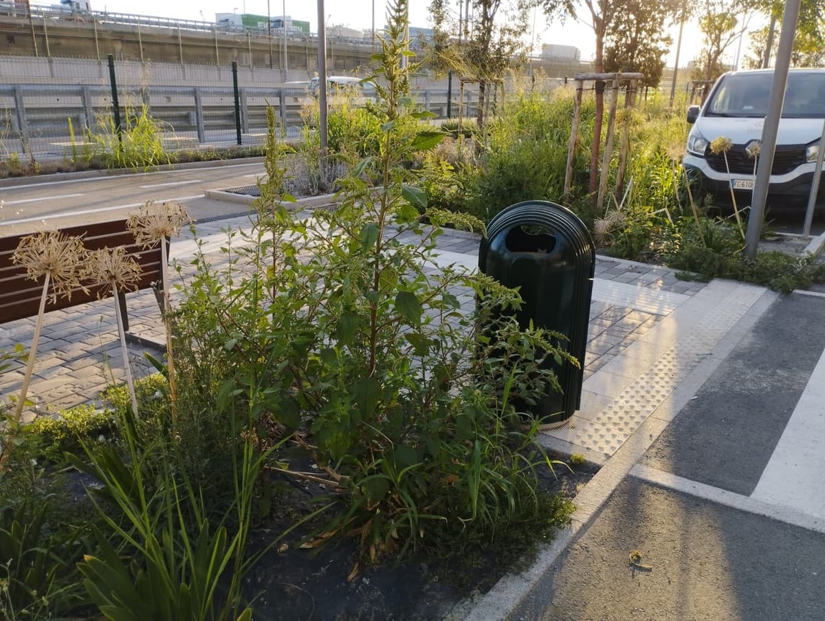 Sampierdarena, il nuovo parco lineare già tra erbacce e piante secche: “Serve manutenzione”