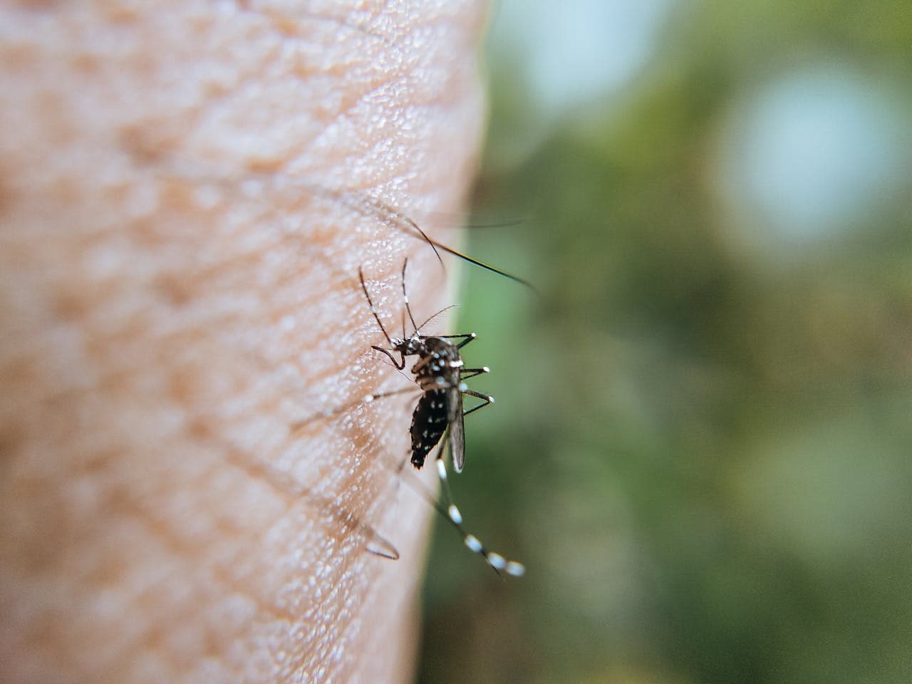 West Nile, disinfestazione straordinaria in via Jacopo Ruffini: intervento dalle 23 di mercoledì