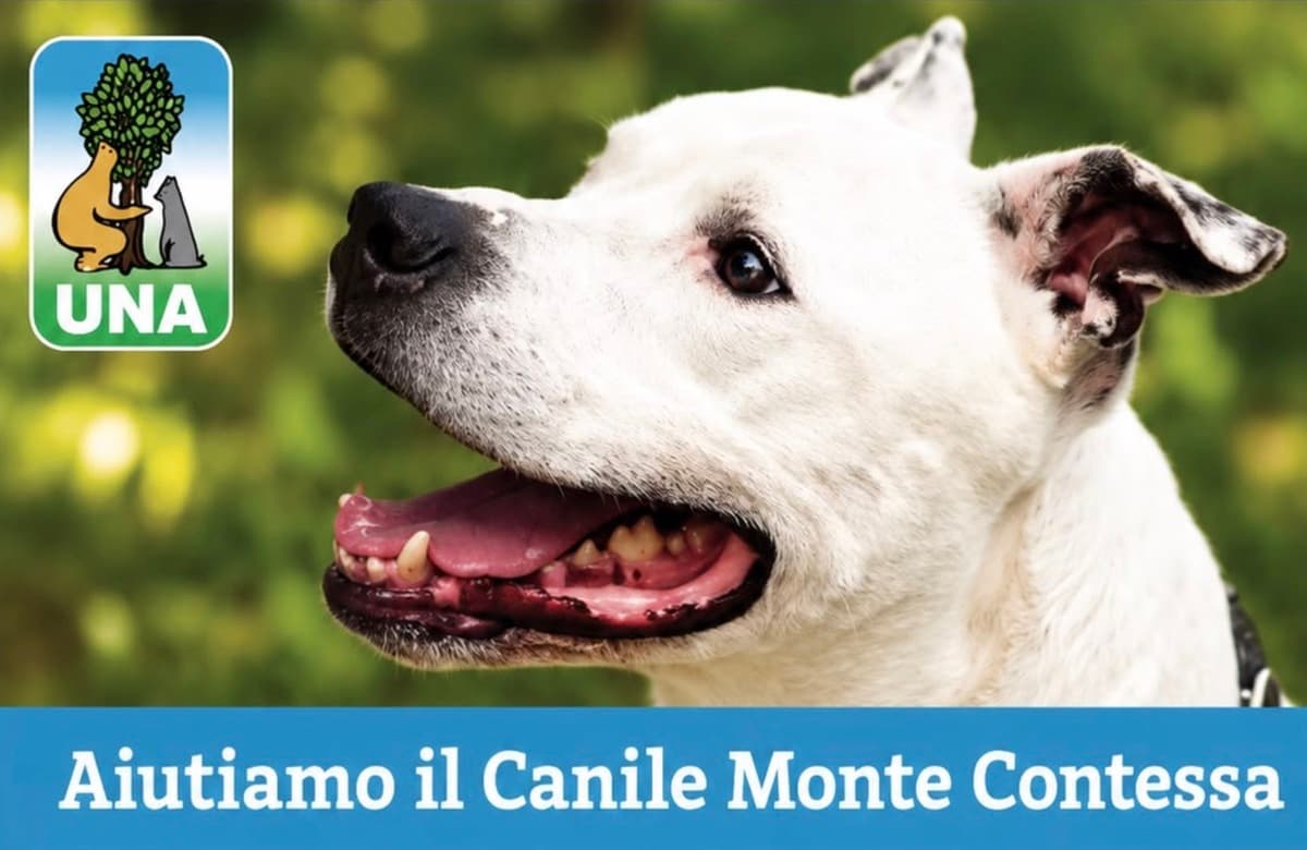 Sestri Ponente, gara di solidarietà degli studenti per il canile Montecontessa: coperte, cibo e palloni per i randagi