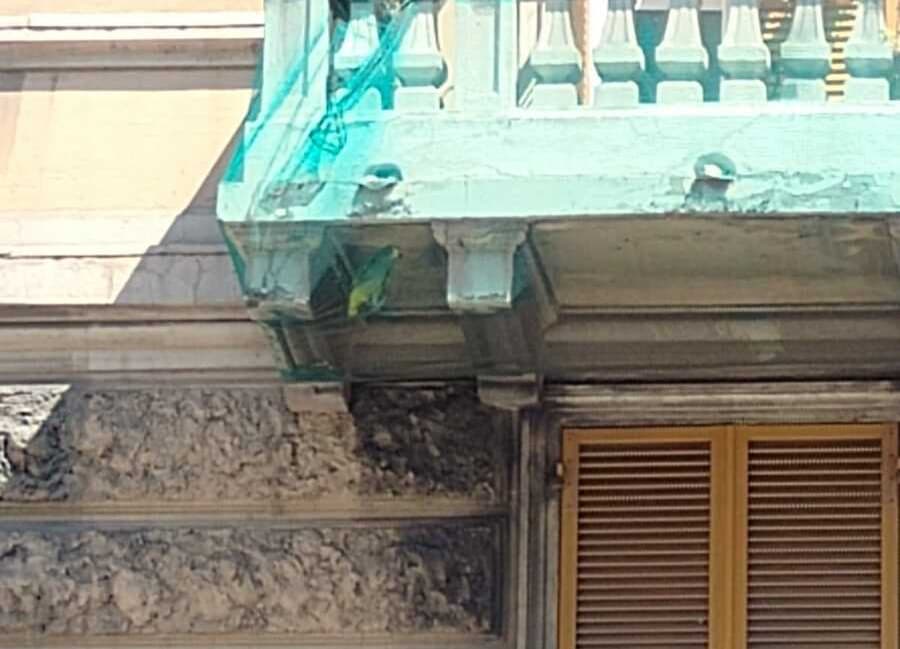 Disavventura a Cornigliano: pappagallo resta intrappolato nella rete anti-calcinacci di un balcone