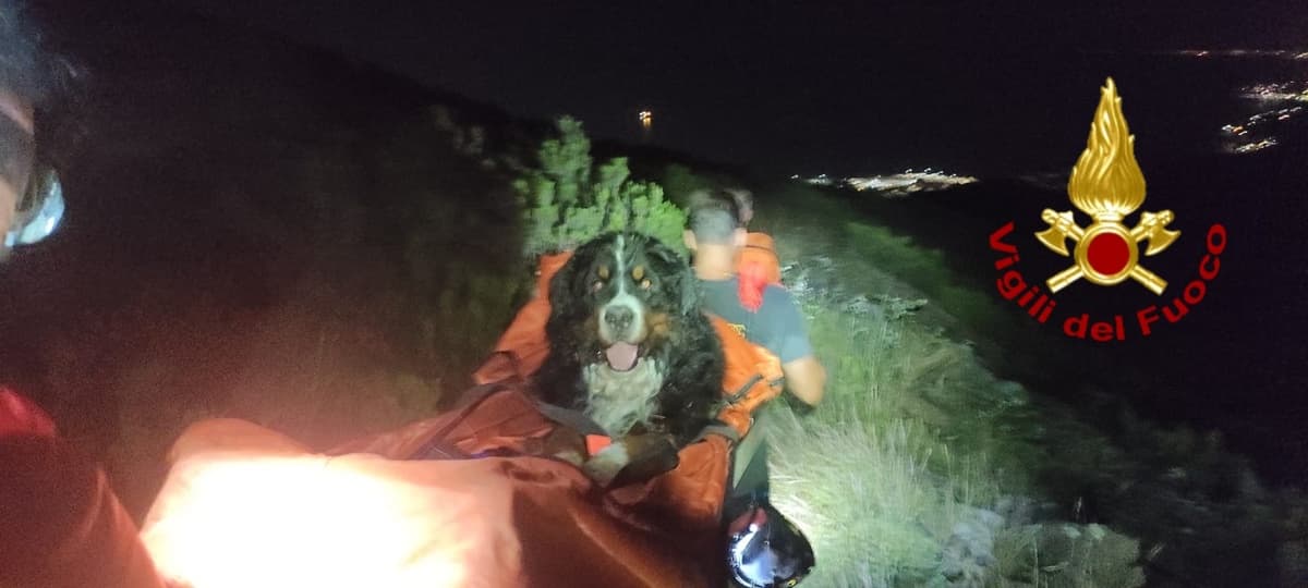 Baloo è troppo stanco per proseguire: Bovaro salvato dai Vigili del Fuoco