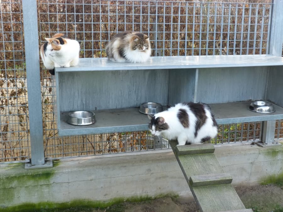 Vacanze responsabili, non abbandonate gli animali: l'appello del Comune e il grido d'aiuto del rifugio di Monte Contessa