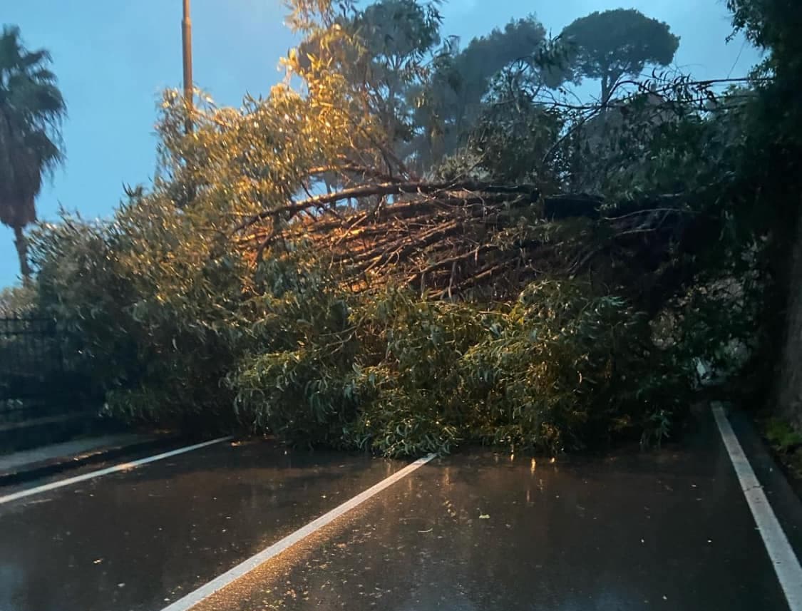Maltempo, alberi caduti nel Levante e al Turchino: disagi alla viabilità