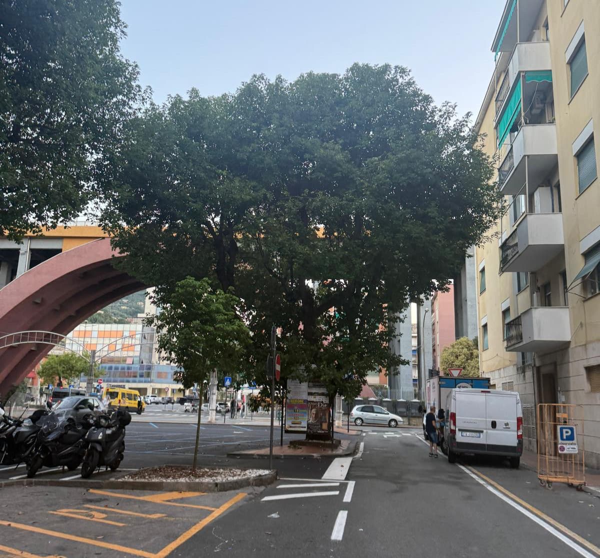 Recco, la canfora di Piazza Matteotti sarà sostituita