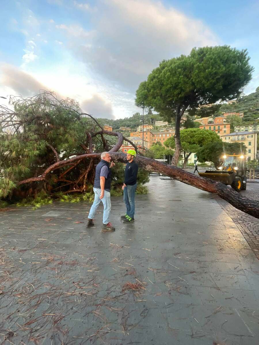Recco: crollo di un pino per il maltempo e abbattimento di un secondo albero a rischio in passeggiata a mare