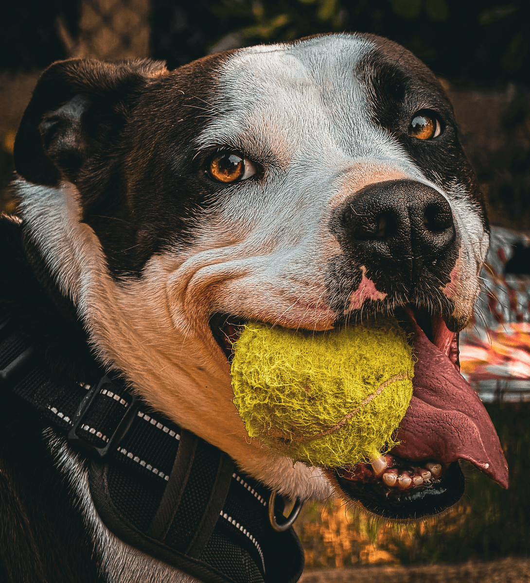 Il pitbull nella società di oggi: a Genova due serate per conoscere, comprendere e superare i pregiudizi