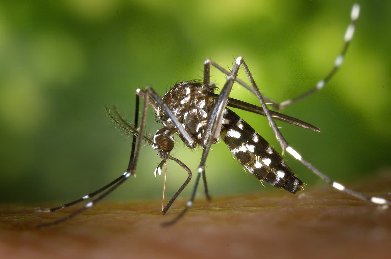 Dengue autoctona a Sanremo, scatta la disinfestazione straordinaria: coinvolti i luoghi frequentati da un turista