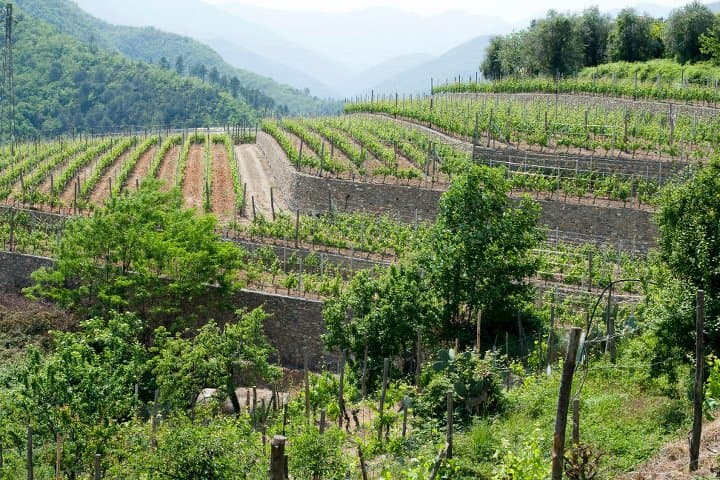 Emergenza siccità in Liguria, Cia Agricoltori chiede l'attivazione dello stato di calamità naturale