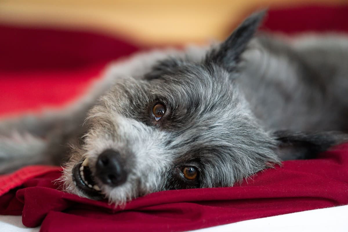Anche i cani soffrono il rientro dalle vacanze: sei consigli per affrontare settembre senza stress