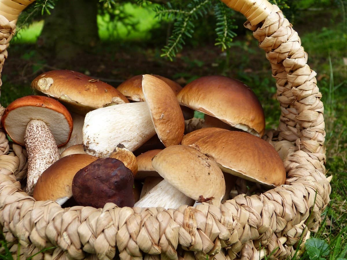 Andar per funghi senza rischi: al PUA di Chiavari torna l'appuntamento con “Bosco Sicuro”