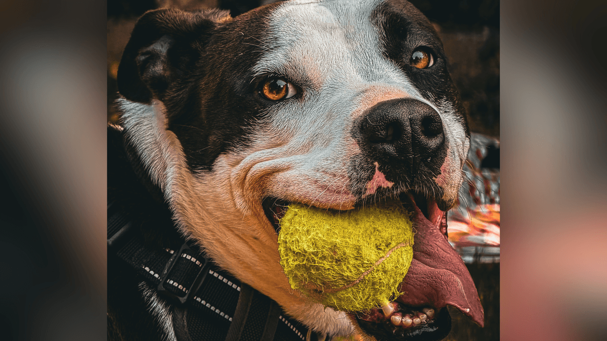 Il pitbull nella società di oggi: due serate per conoscere, comprendere e superare i pregiudizi