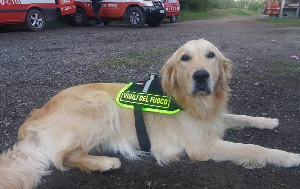 Addio a Zoe, la cagnolina dei vigili del fuoco simbolo dei soccorsi al ponte Morandi