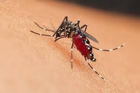 West Nile, caso sospetto a Chiavari: scatta la disinfestazione nel raggio di 100 metri