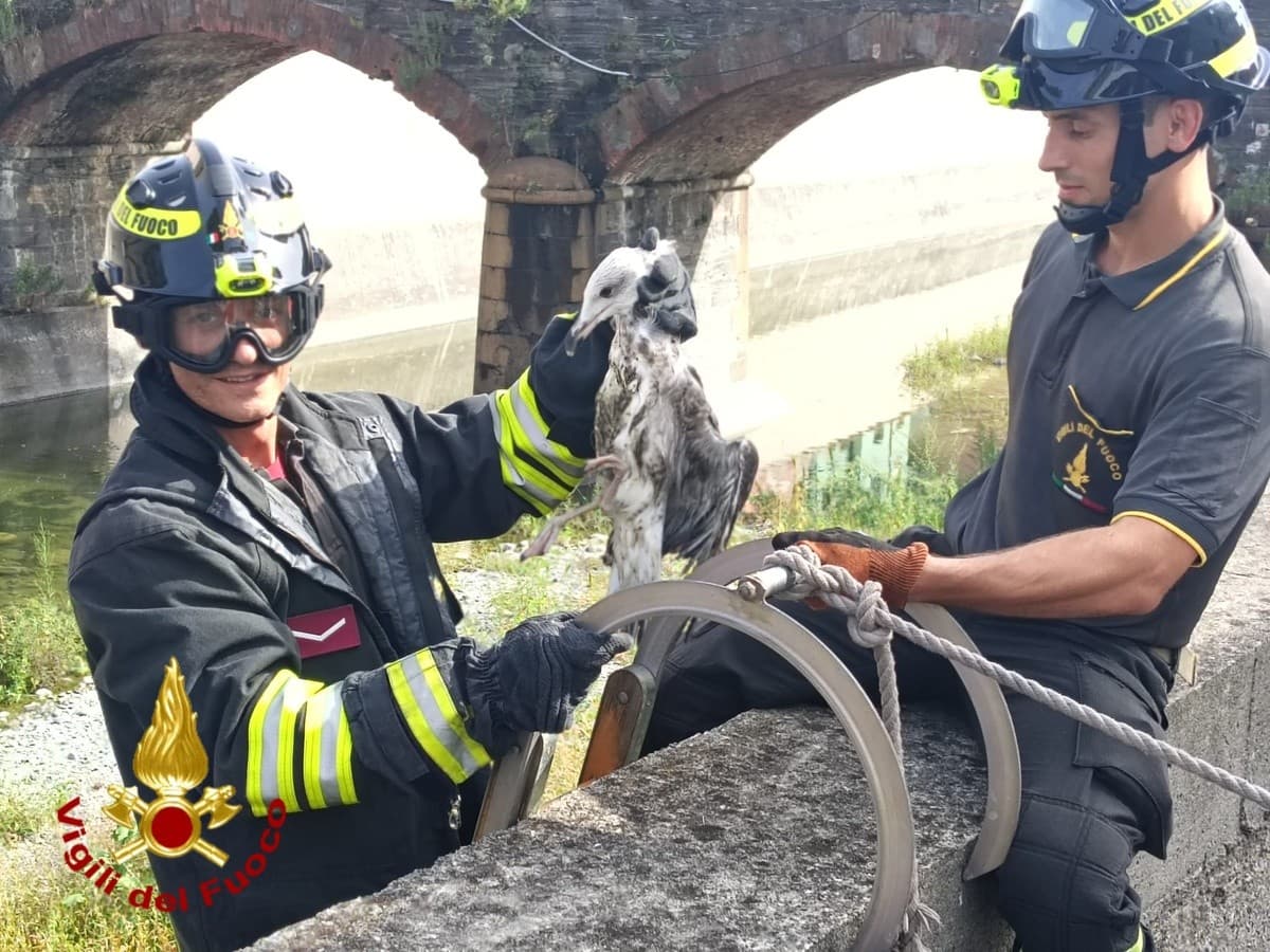 Gabbiano imbrigliato in una lenza da pesca salvato dai Vigili del Fuoco nel fiume Leira