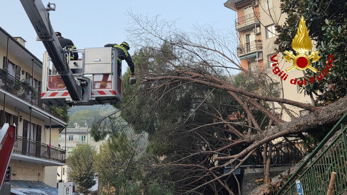 Mignanego, pino marittimo cede di schianto via Vittorio Veneto: danneggiata un’auto