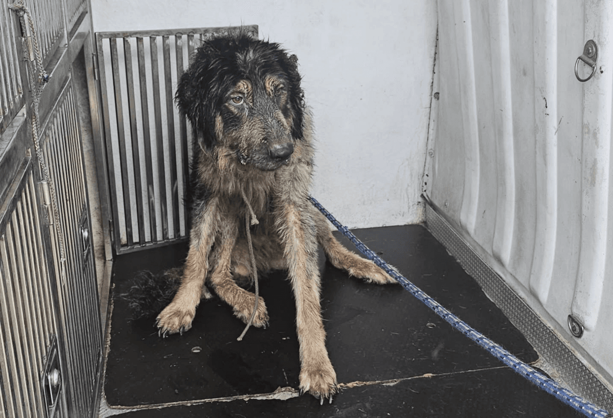 Cane maltrattato e deperito salvato dalla Croce Gialla: trasferito al canile di Monte Contessa