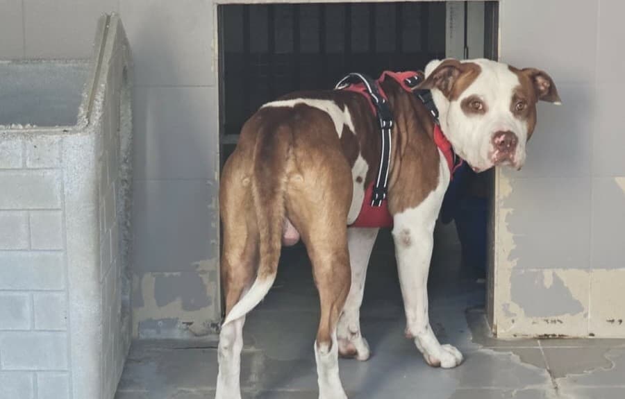 Salvato un cane Amstaff nell'ex cantiere occupato di Voltri: verifiche in corso