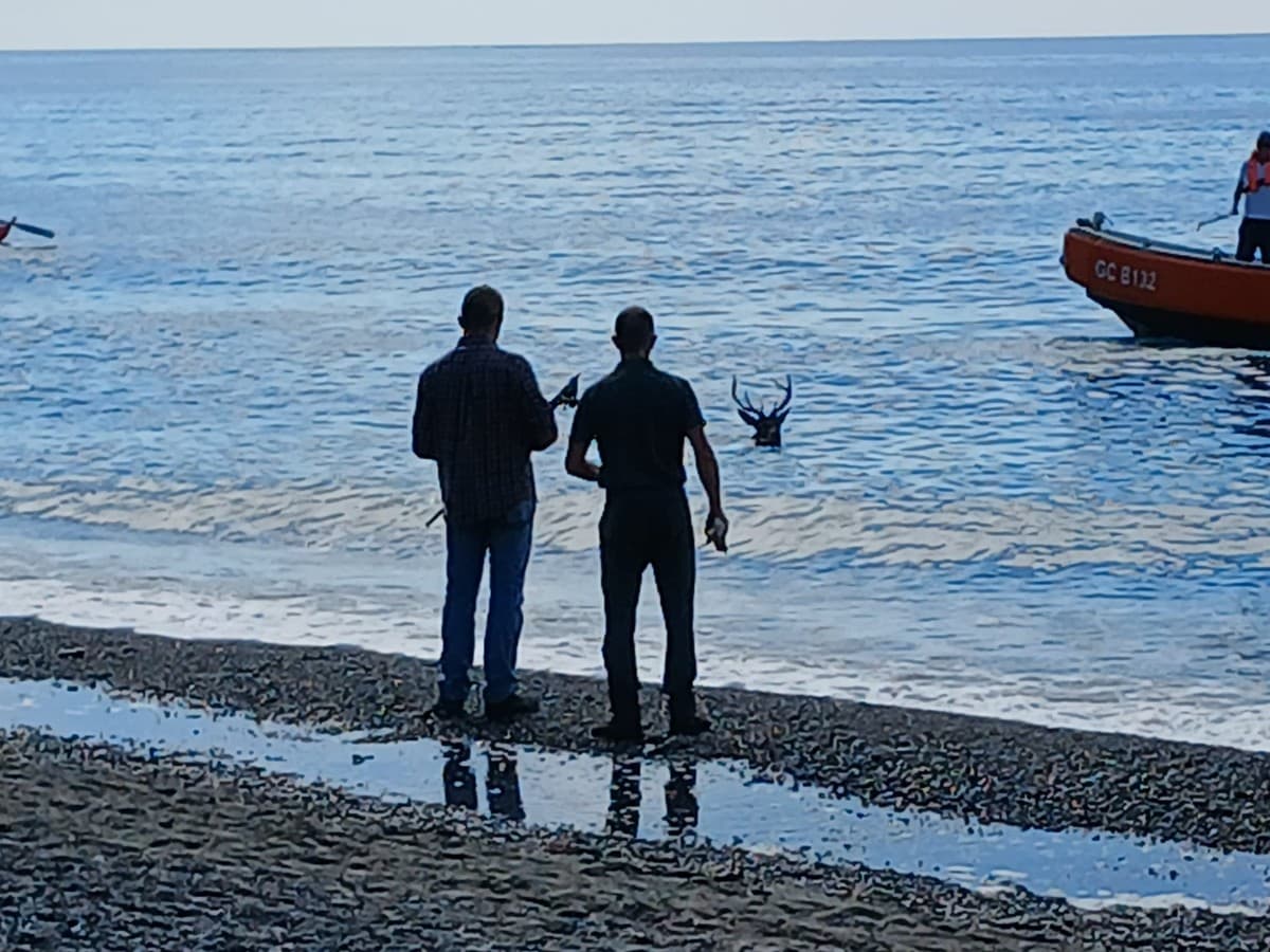 Cervo finisce in mare a Cavi di Lavagna: recuperato e riportato sulle alture
