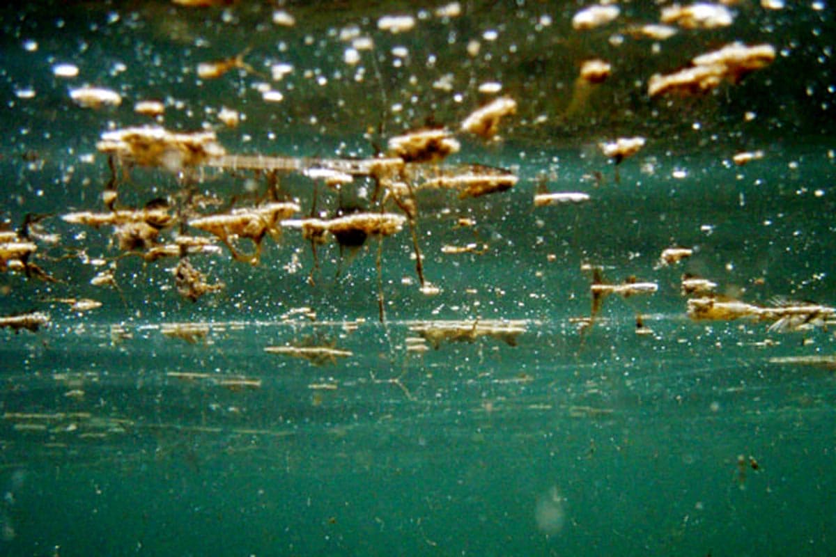 Allarme alga tossica a Genova Quinto, scatta la fase di allerta per la Ostreopsis Ovata