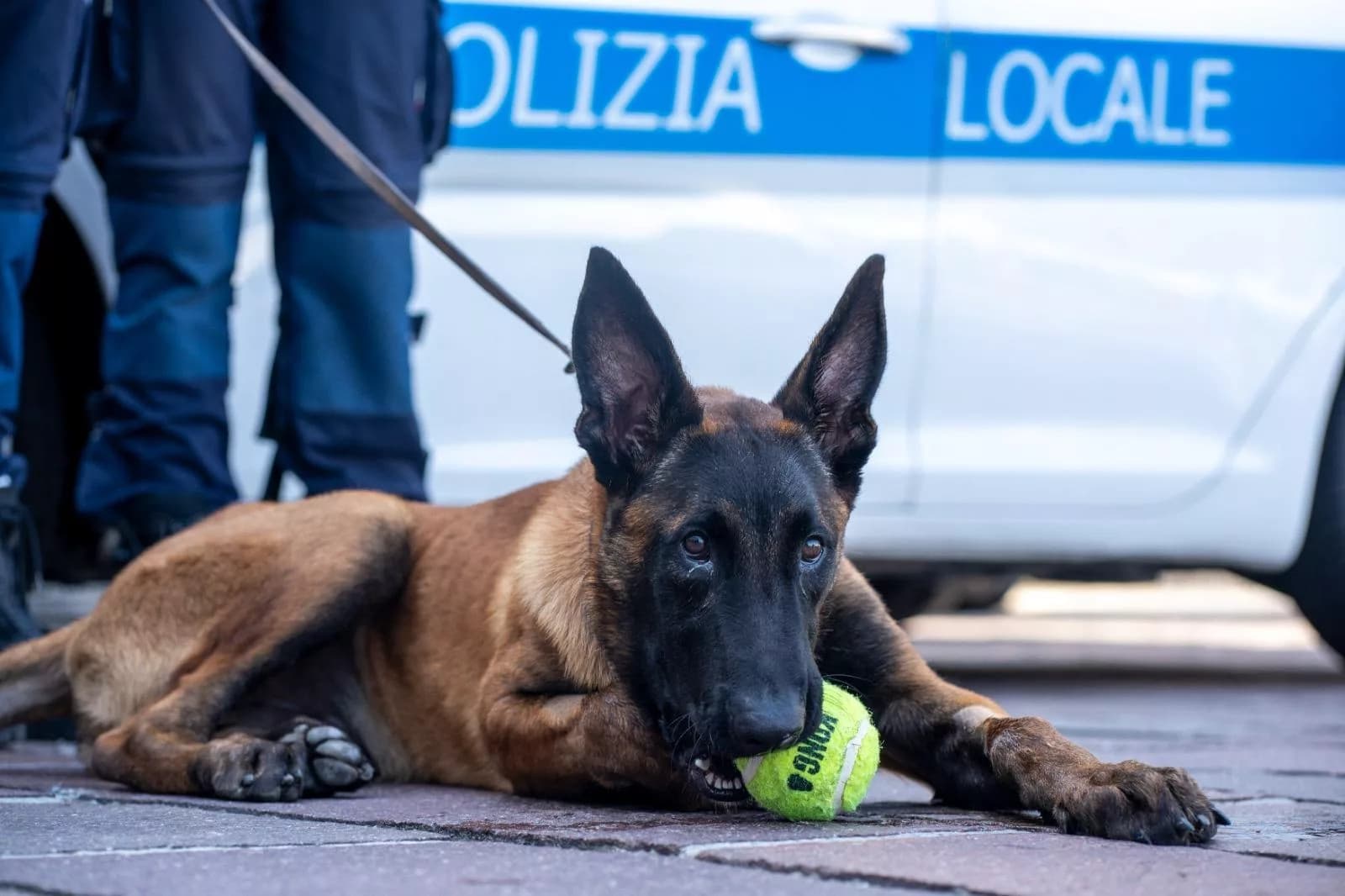 Pastore belga malnutrito e abbandonato in centro, salvato dalla Polizia Locale