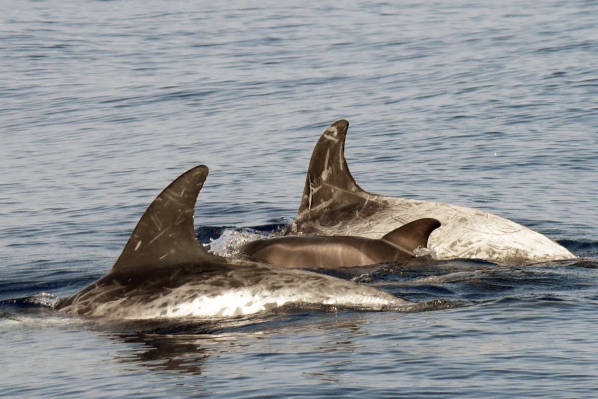Sanremo, oltre 130 avvistamenti di cetacei: due mesi eccezionali nel Santuario Pelagos (Foto)